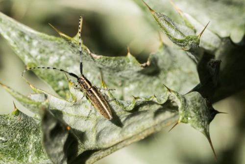Agapanthia suturalis